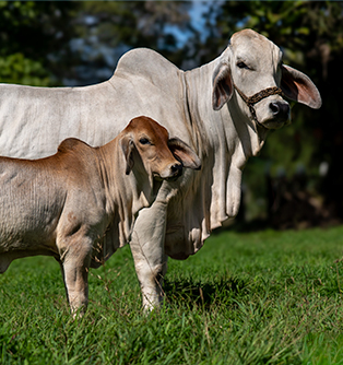 Salud animal <br>
especies mayores