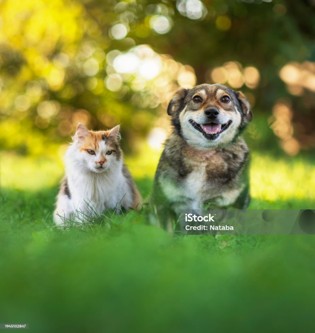 Salud animal <br>
pequeñas especies
