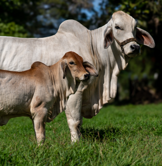 Salud animal <br>
especies mayores